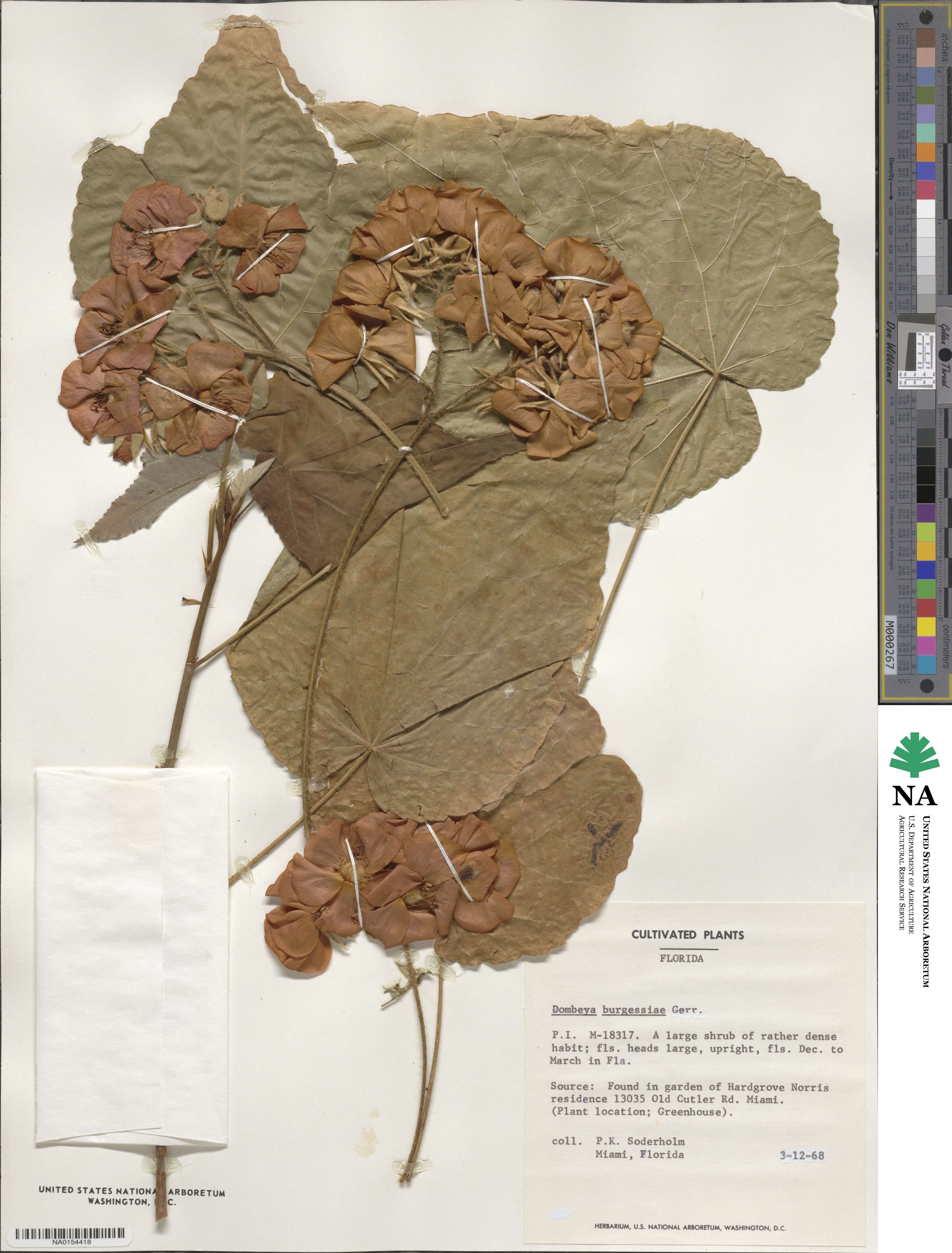 Dombeya burgessiae image