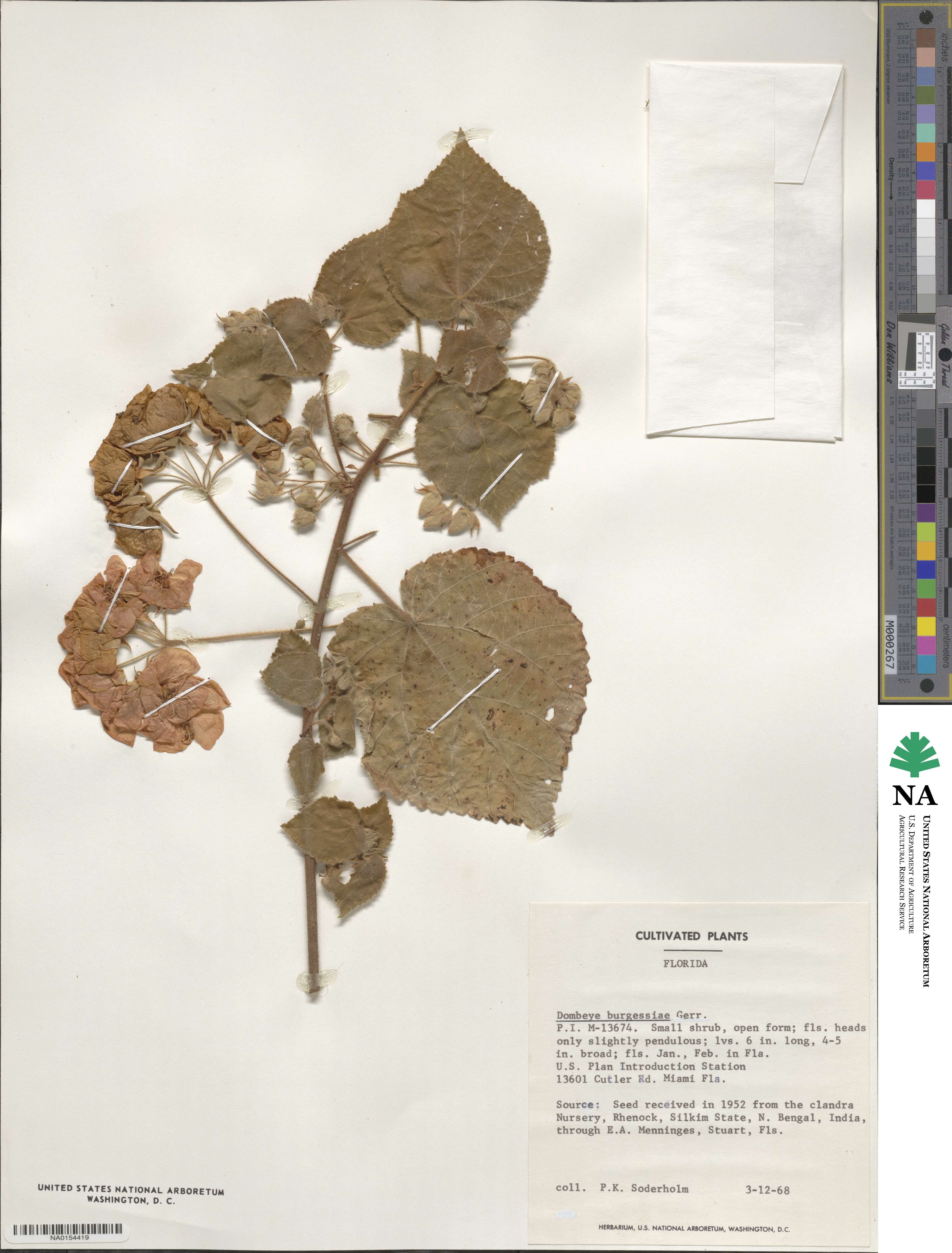 Dombeya burgessiae image