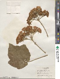 Dombeya burgessiae image