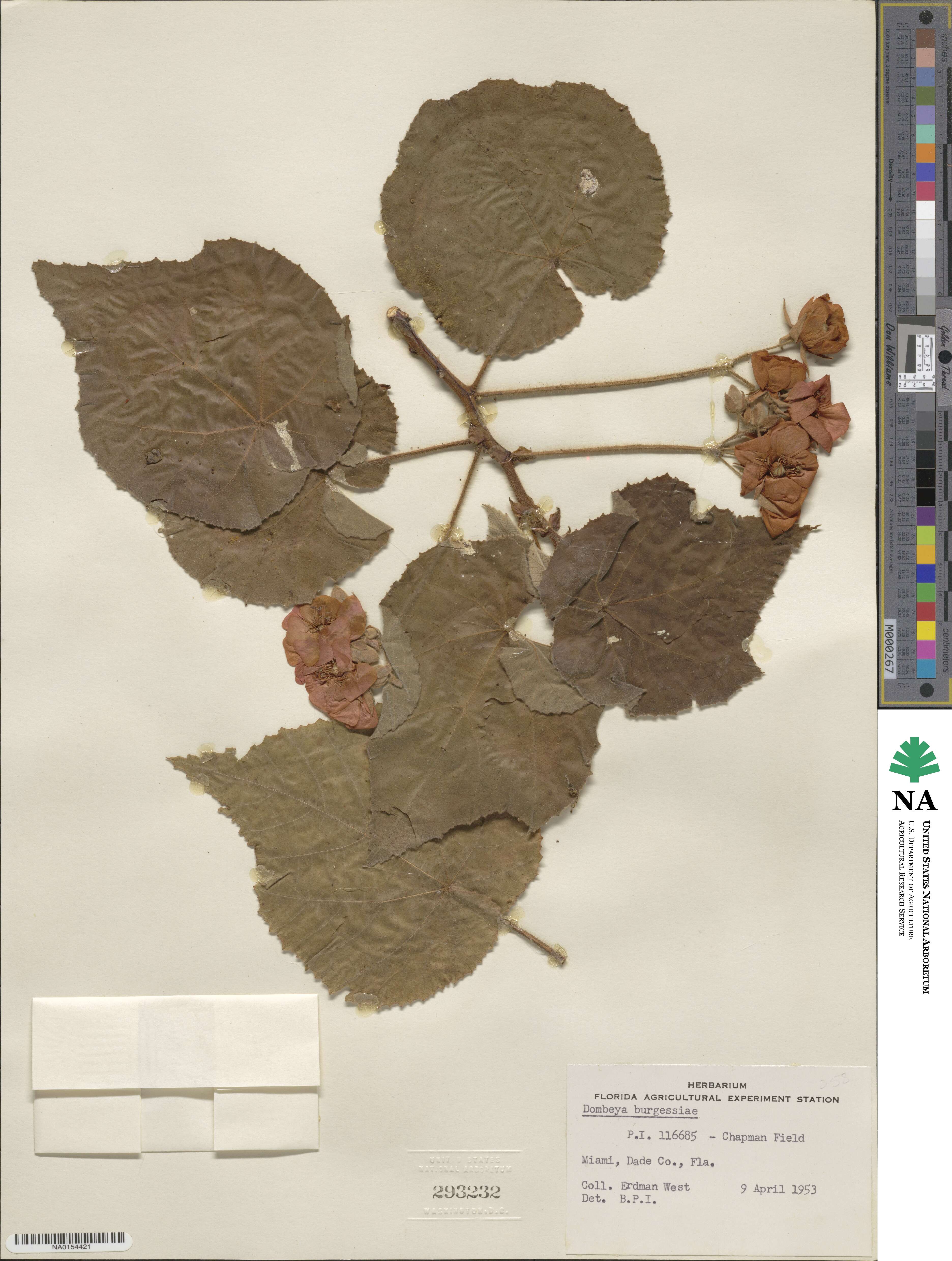 Dombeya burgessiae image