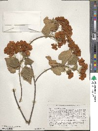 Dombeya burgessiae image