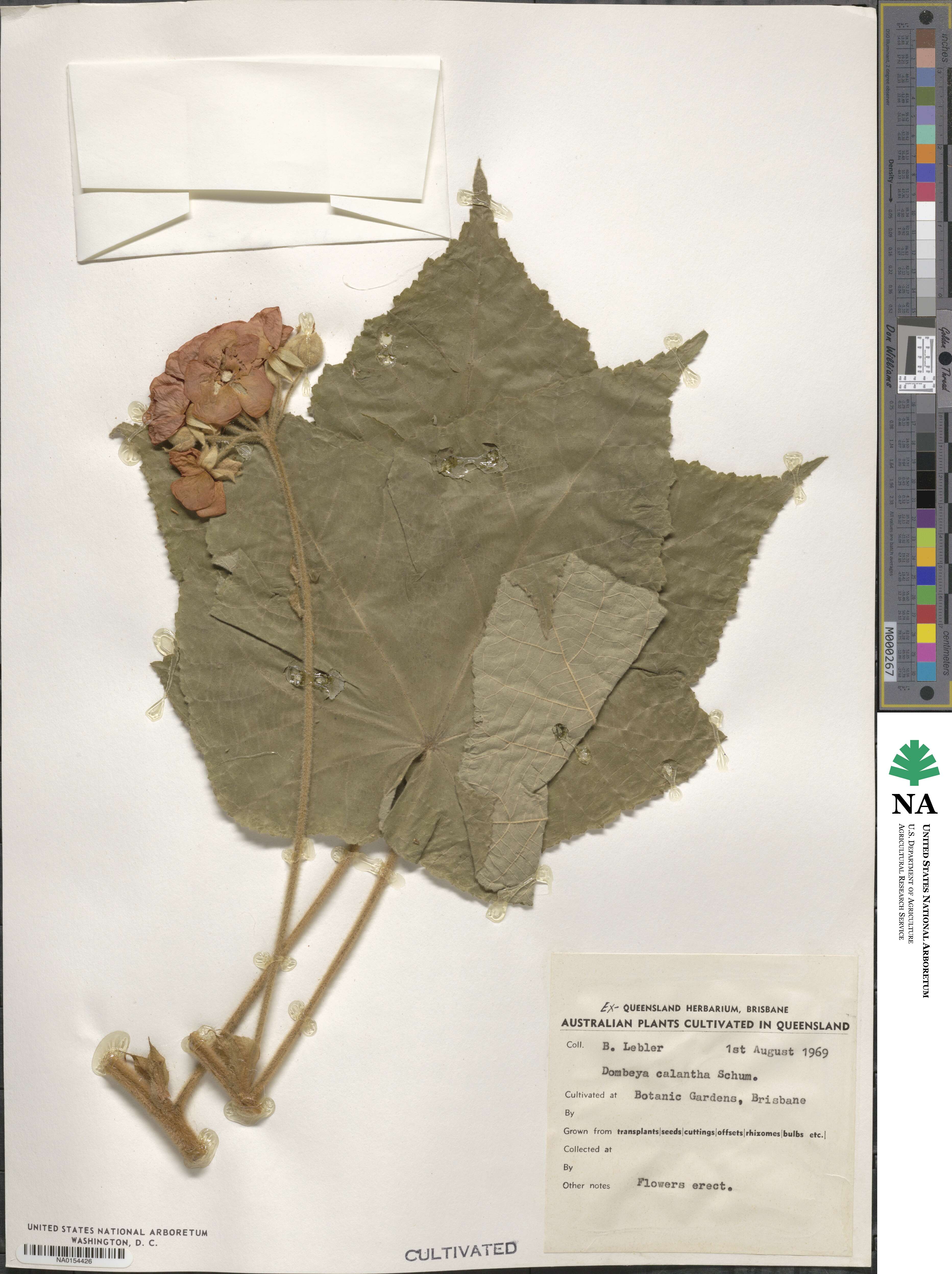 Dombeya burgessiae image