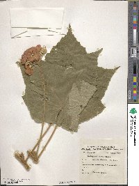 Dombeya burgessiae image