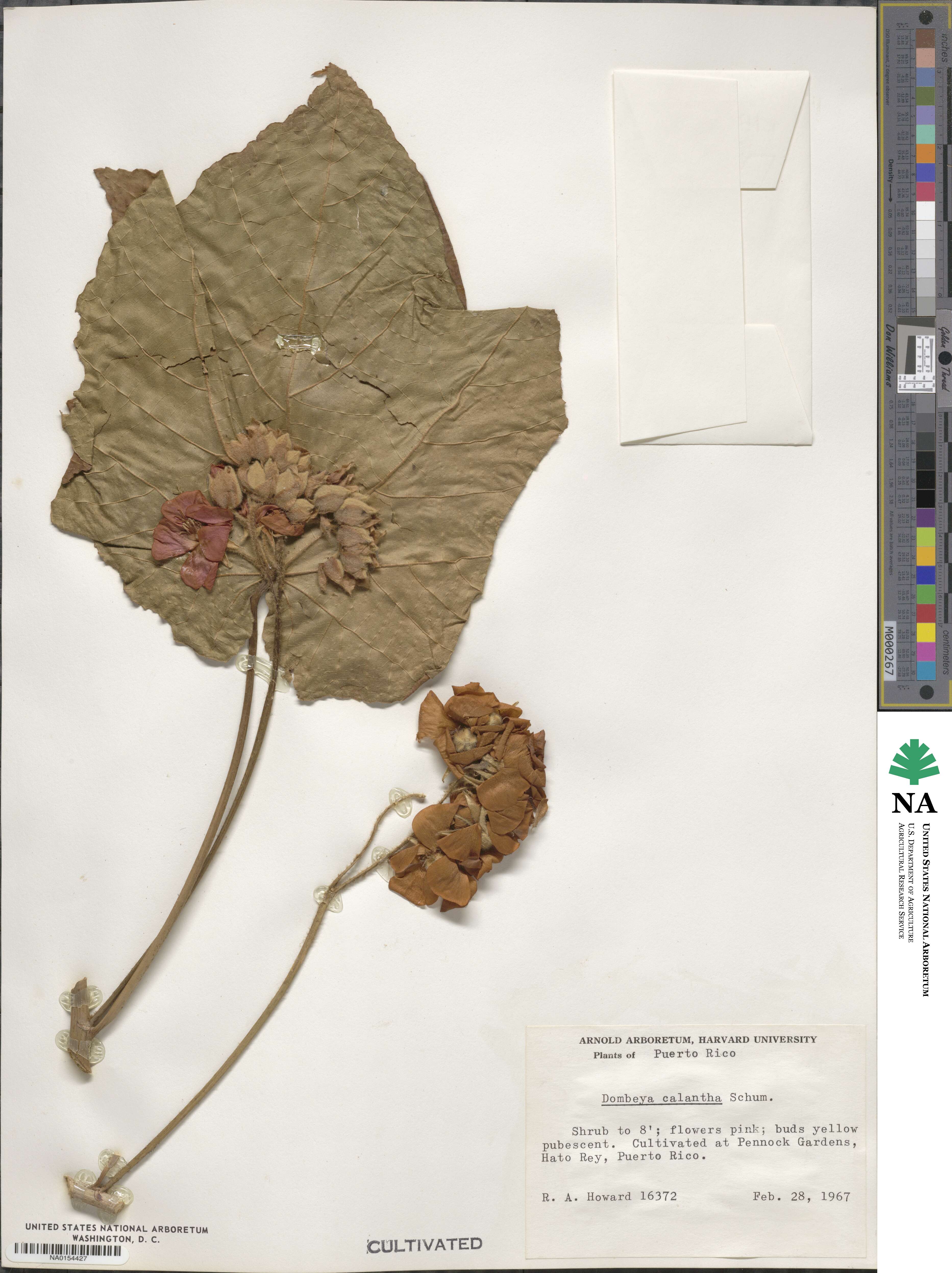 Dombeya burgessiae image