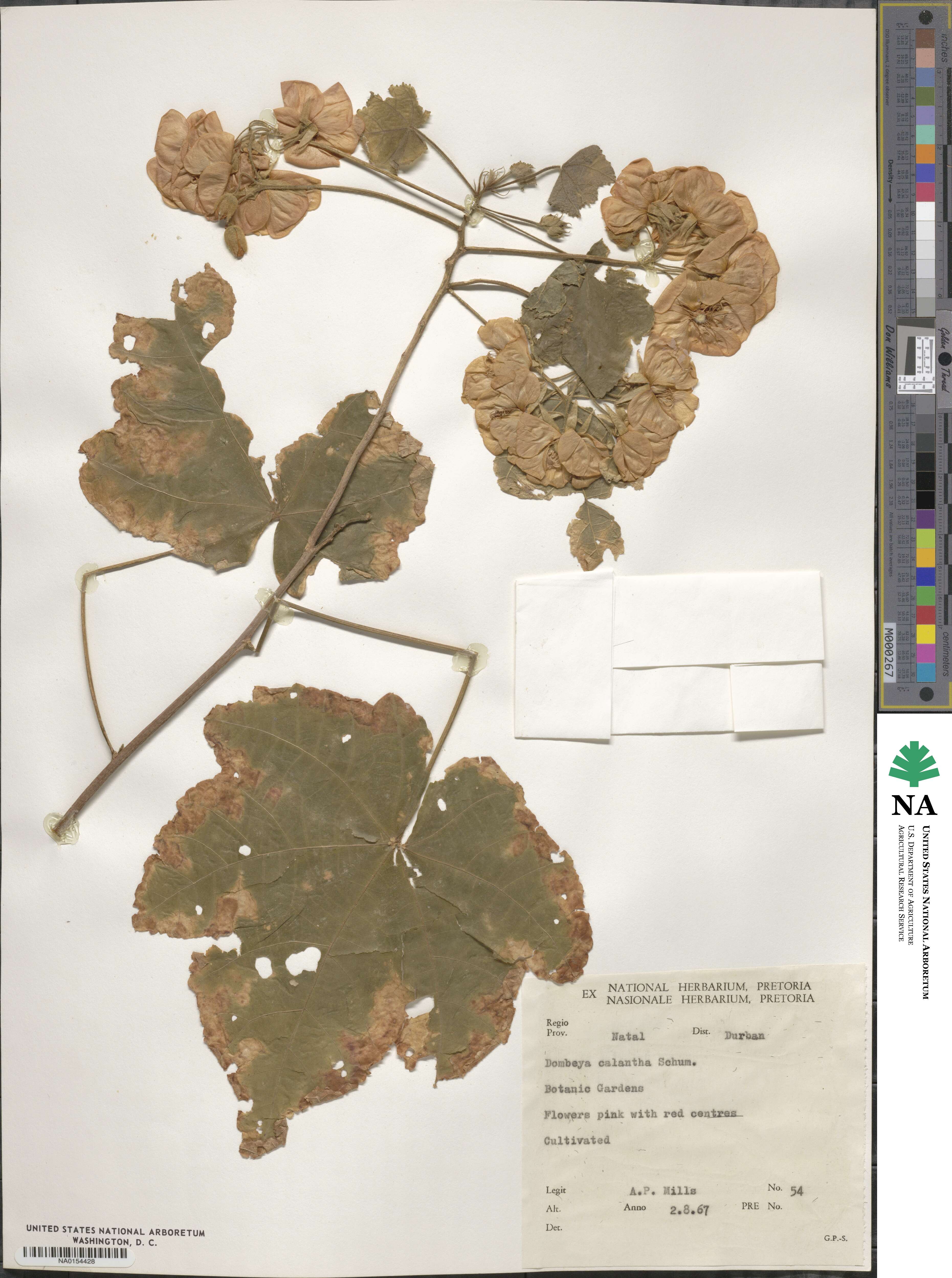 Dombeya burgessiae image