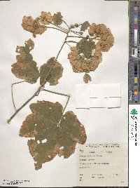 Dombeya burgessiae image