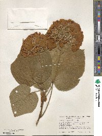 Dombeya × cayeuxii image