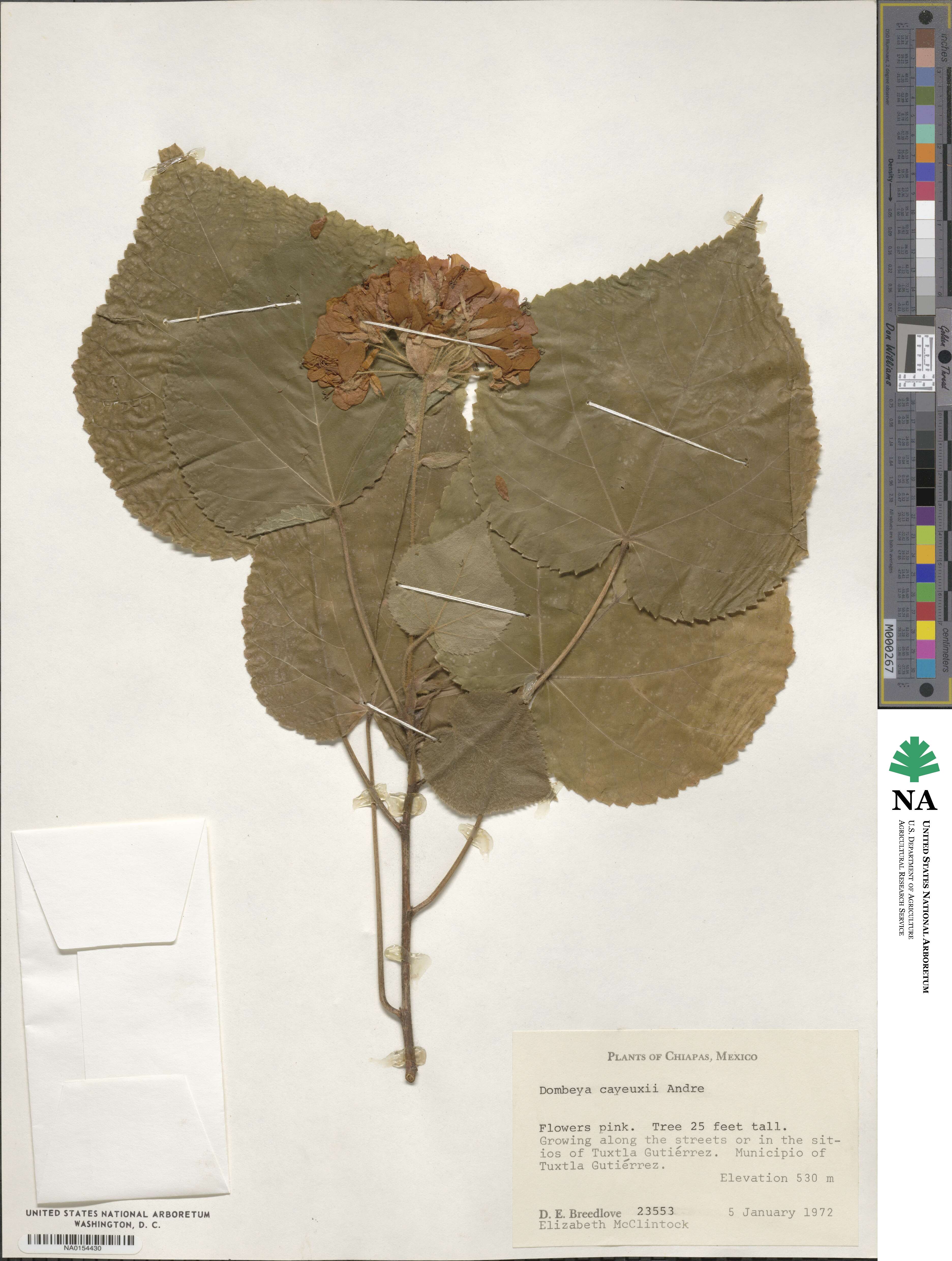 Dombeya image
