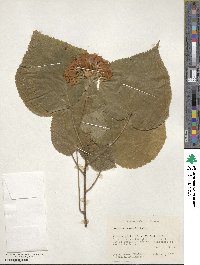 Dombeya × cayeuxii image