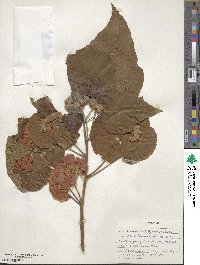 Dombeya × cayeuxii image