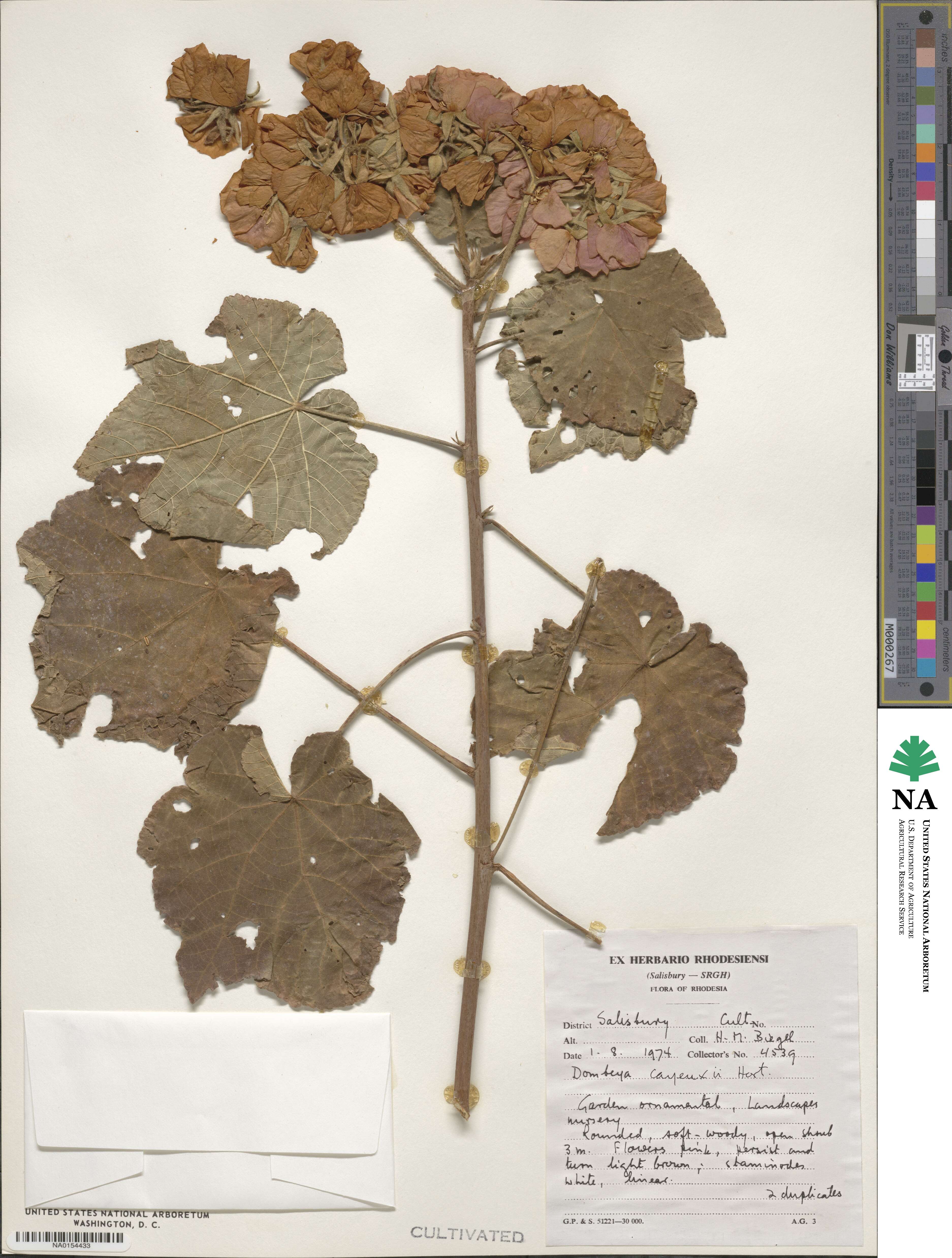 Dombeya × cayeuxii image