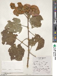 Dombeya × cayeuxii image