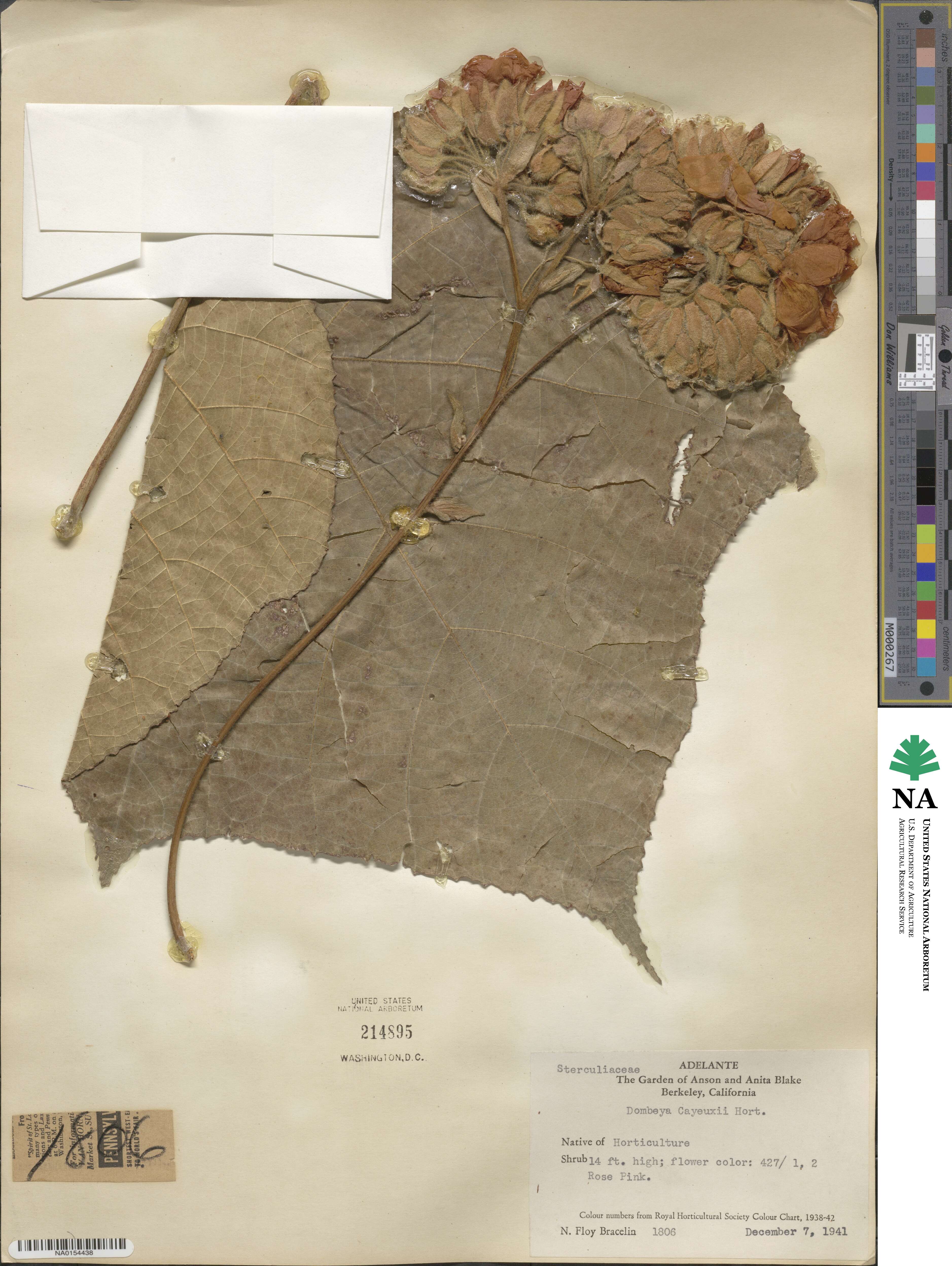 Dombeyoideae image