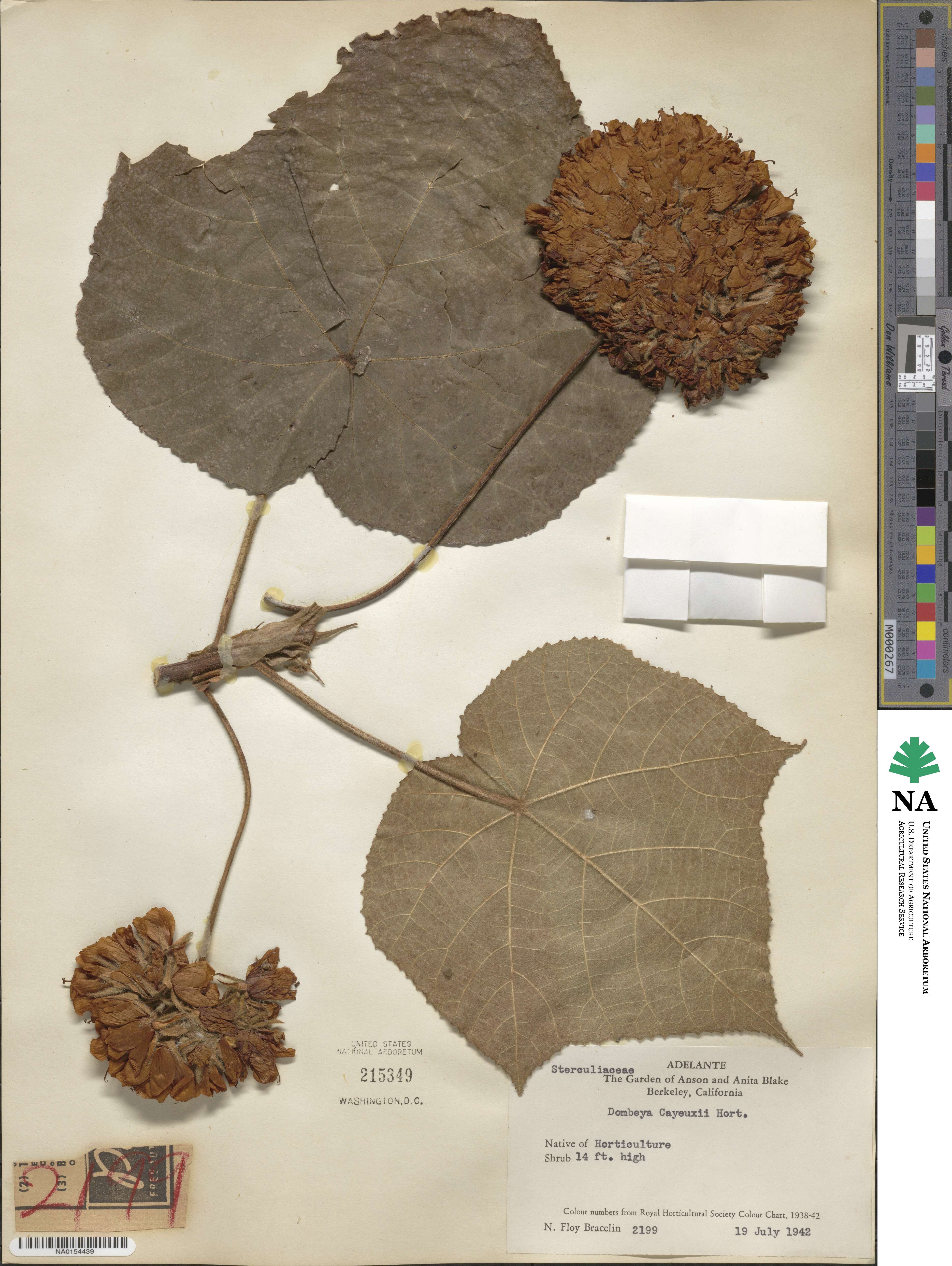 Dombeya × cayeuxii image