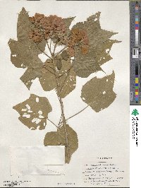 Dombeya elegans image