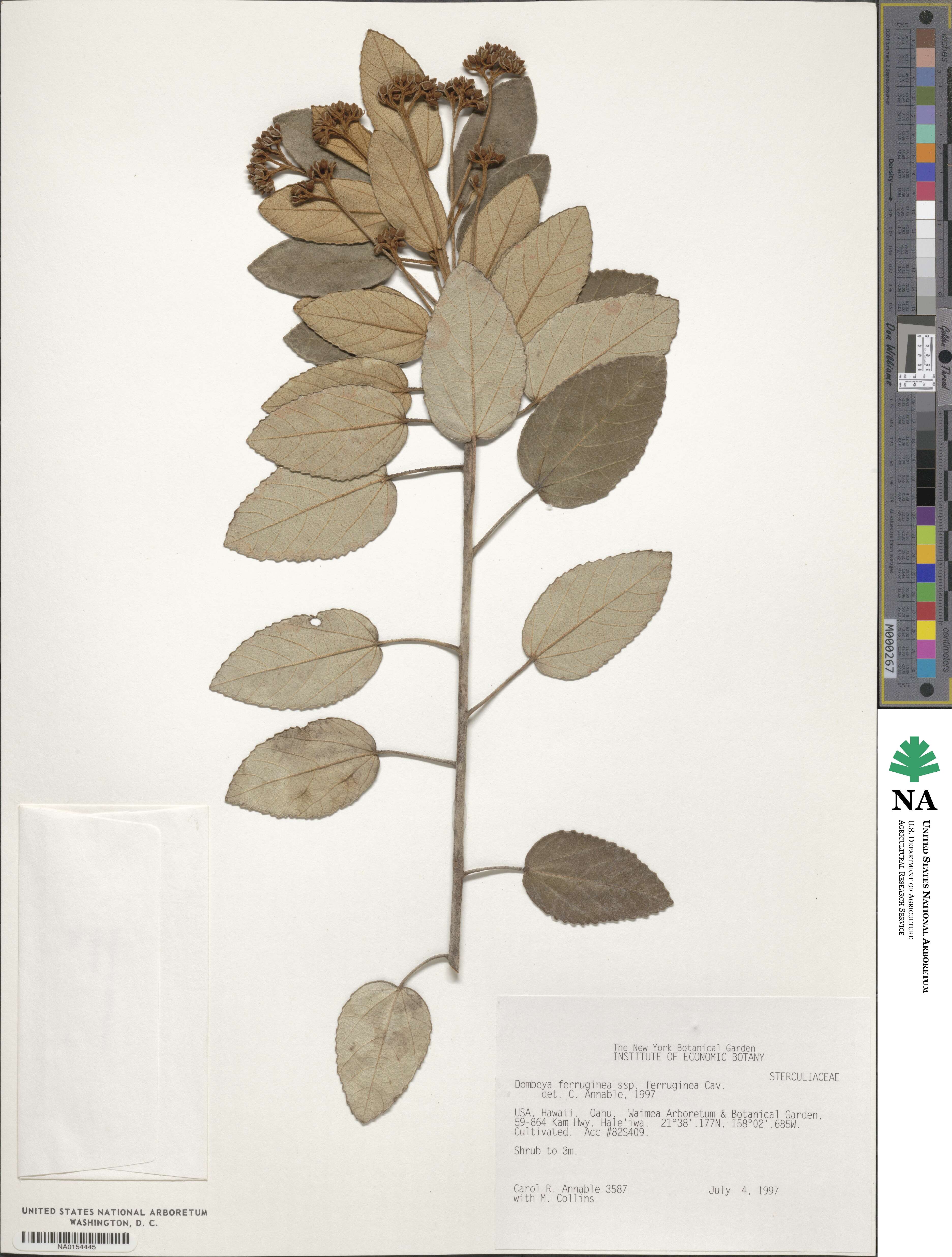 Dombeya ferruginea image