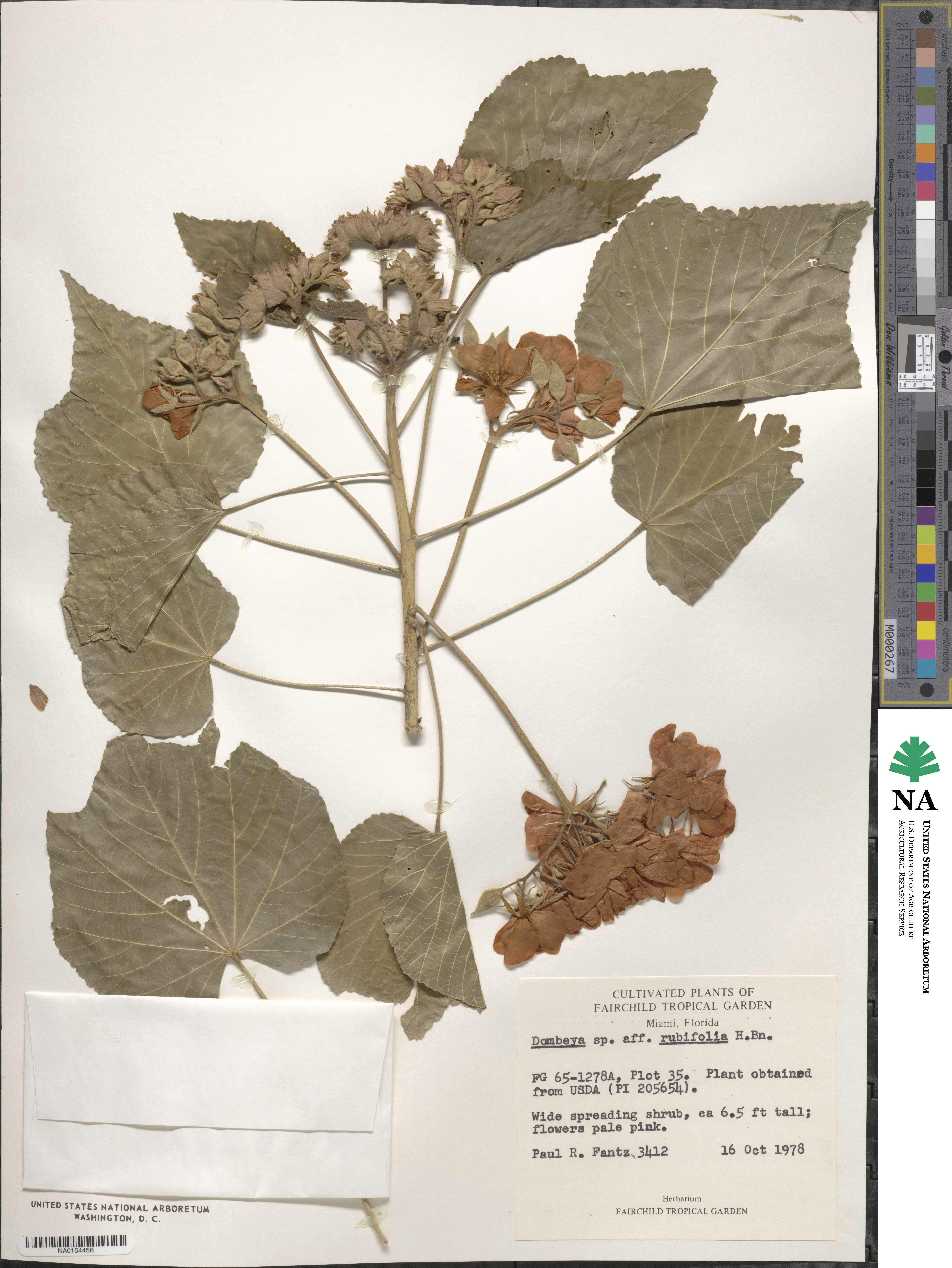 Dombeya acutangula subsp. acutangula image