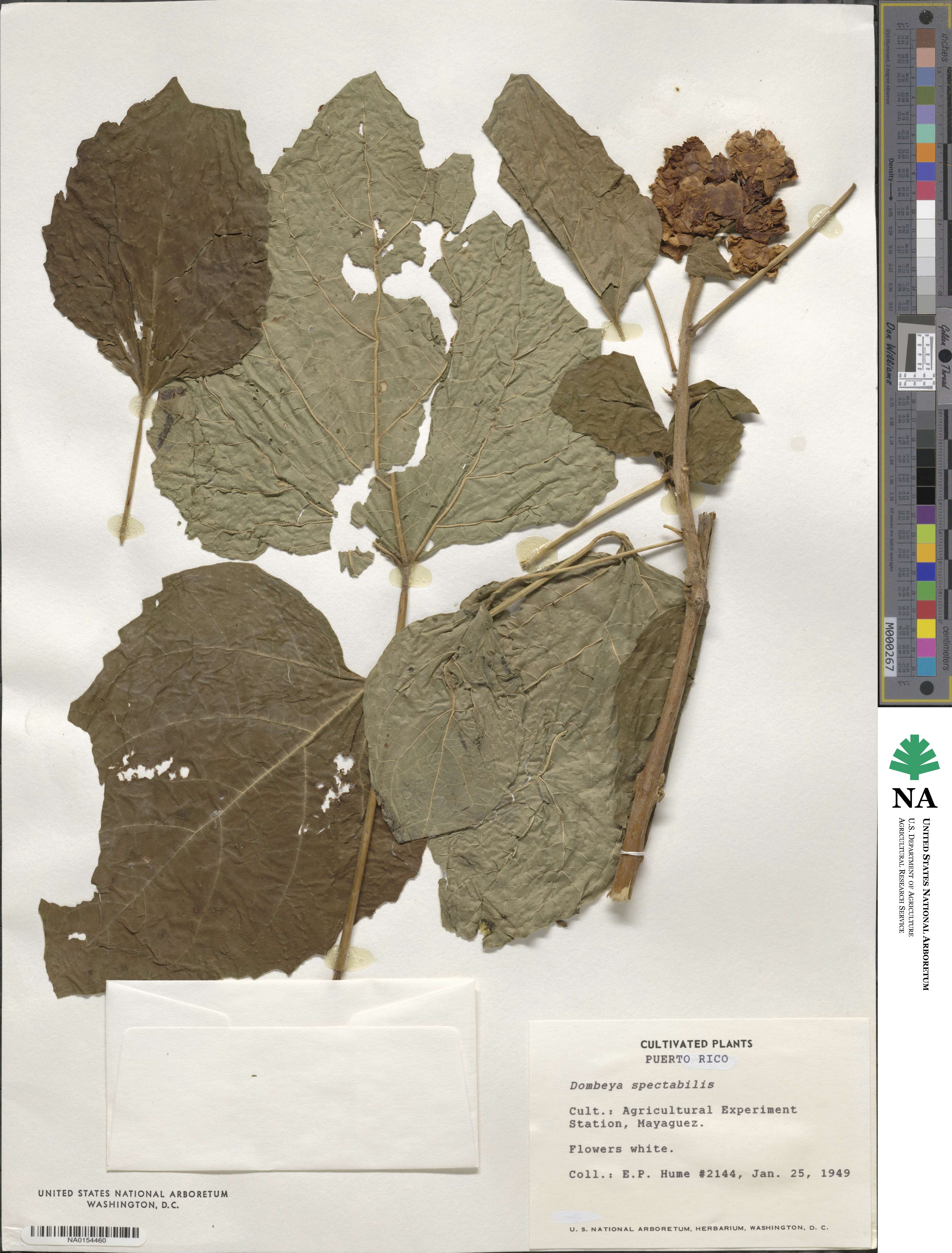 Dombeya spectabilis image