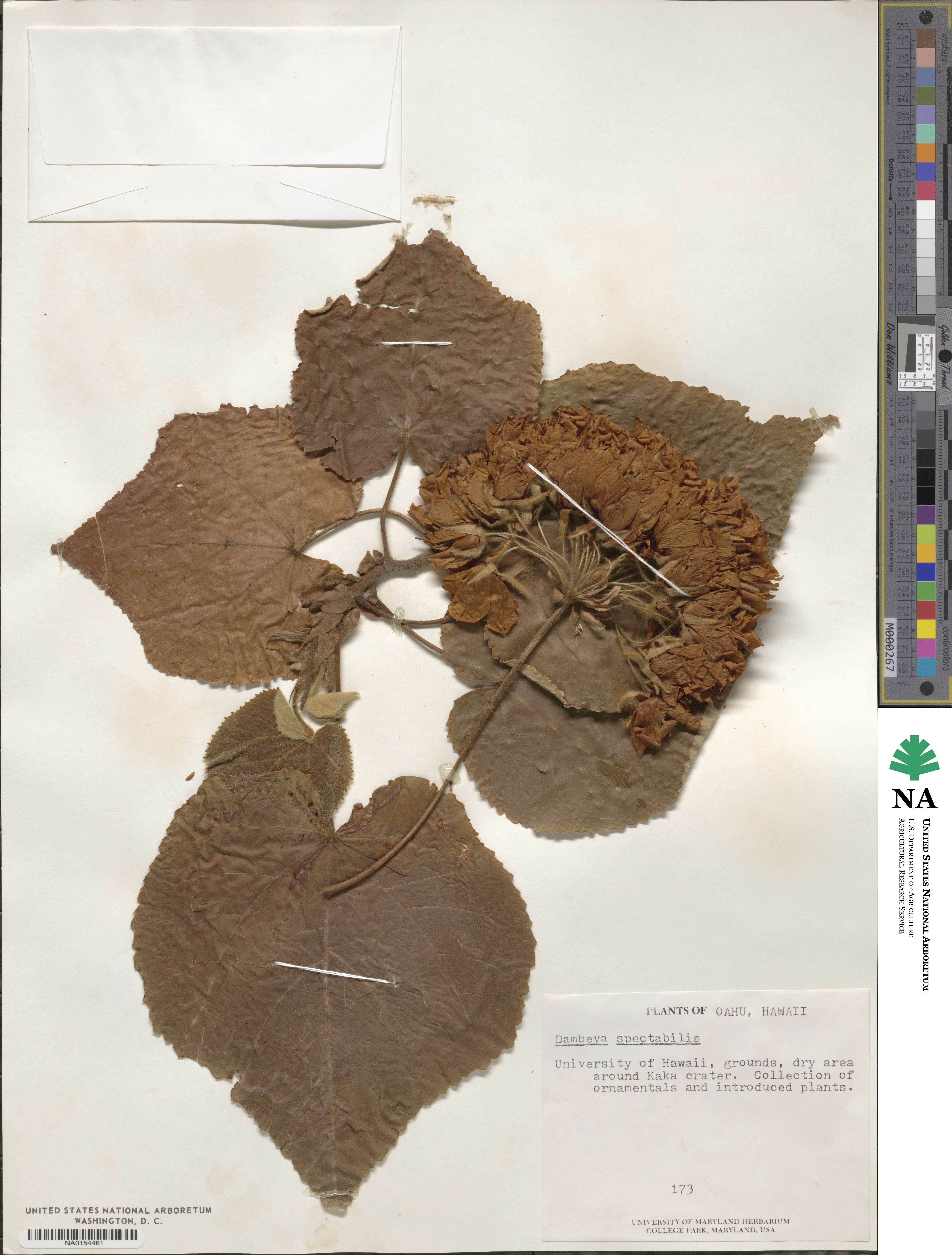 Dombeya spectabilis image