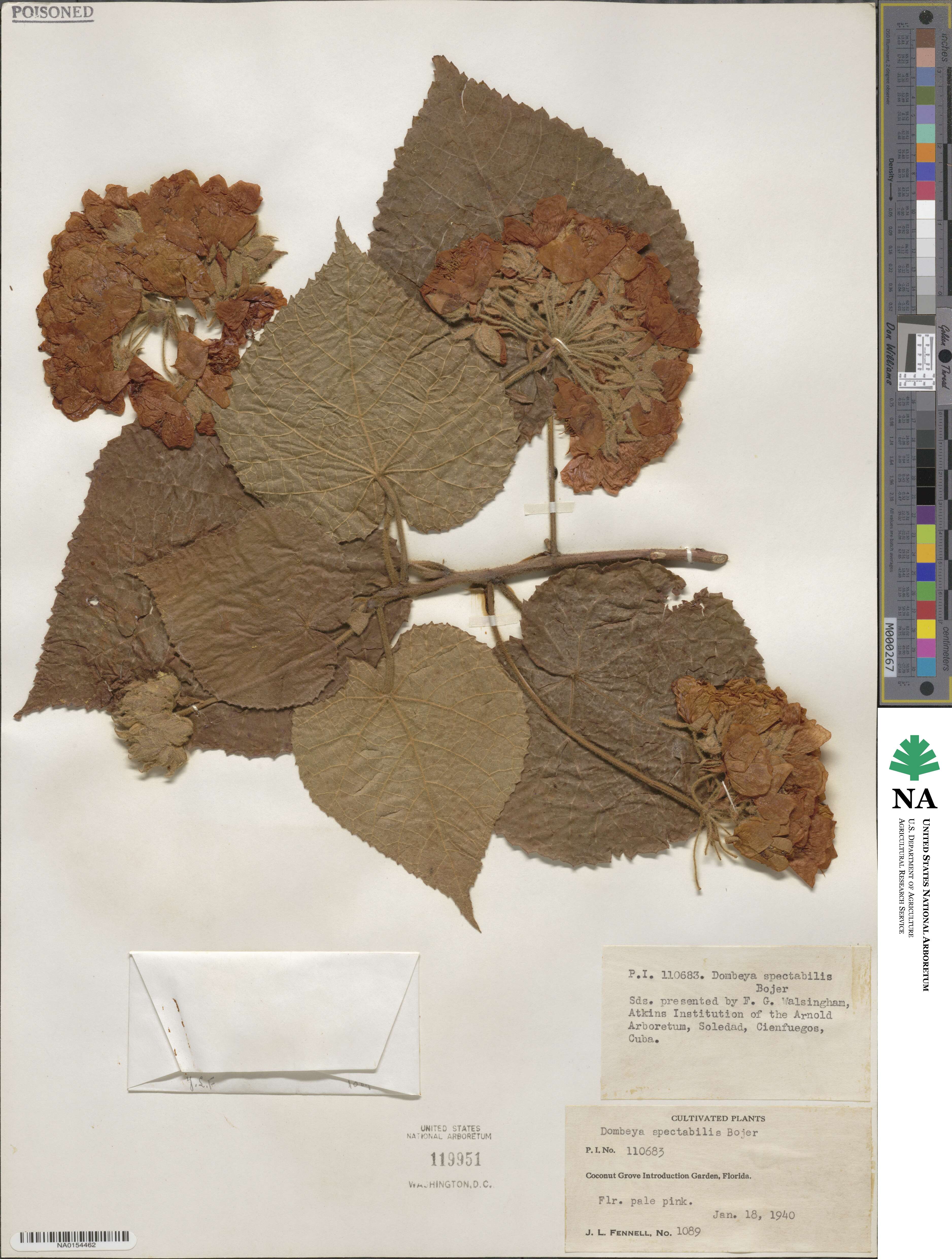 Dombeya spectabilis image