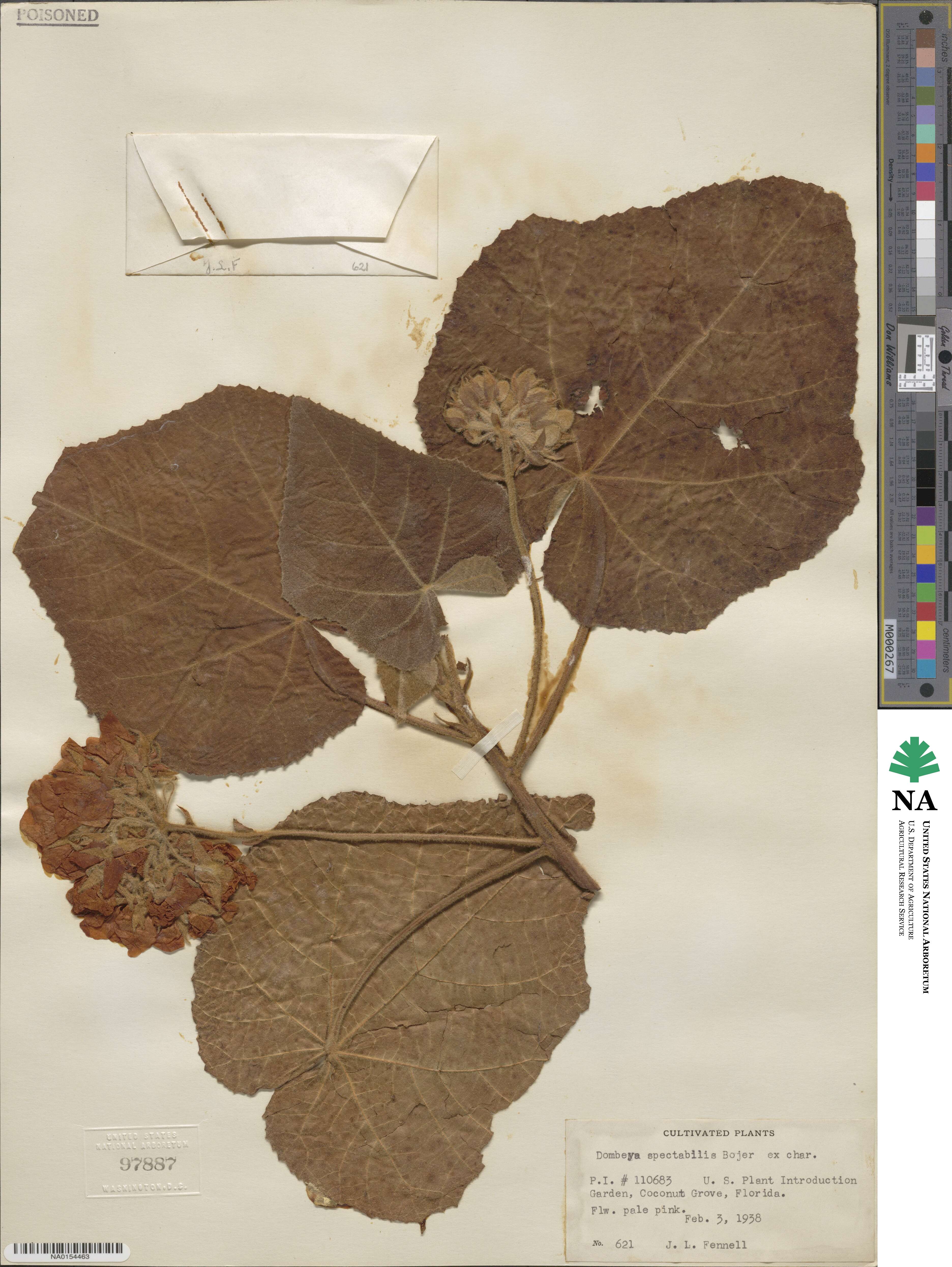 Dombeya spectabilis image