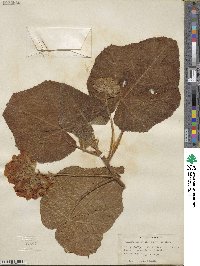 Dombeya spectabilis image