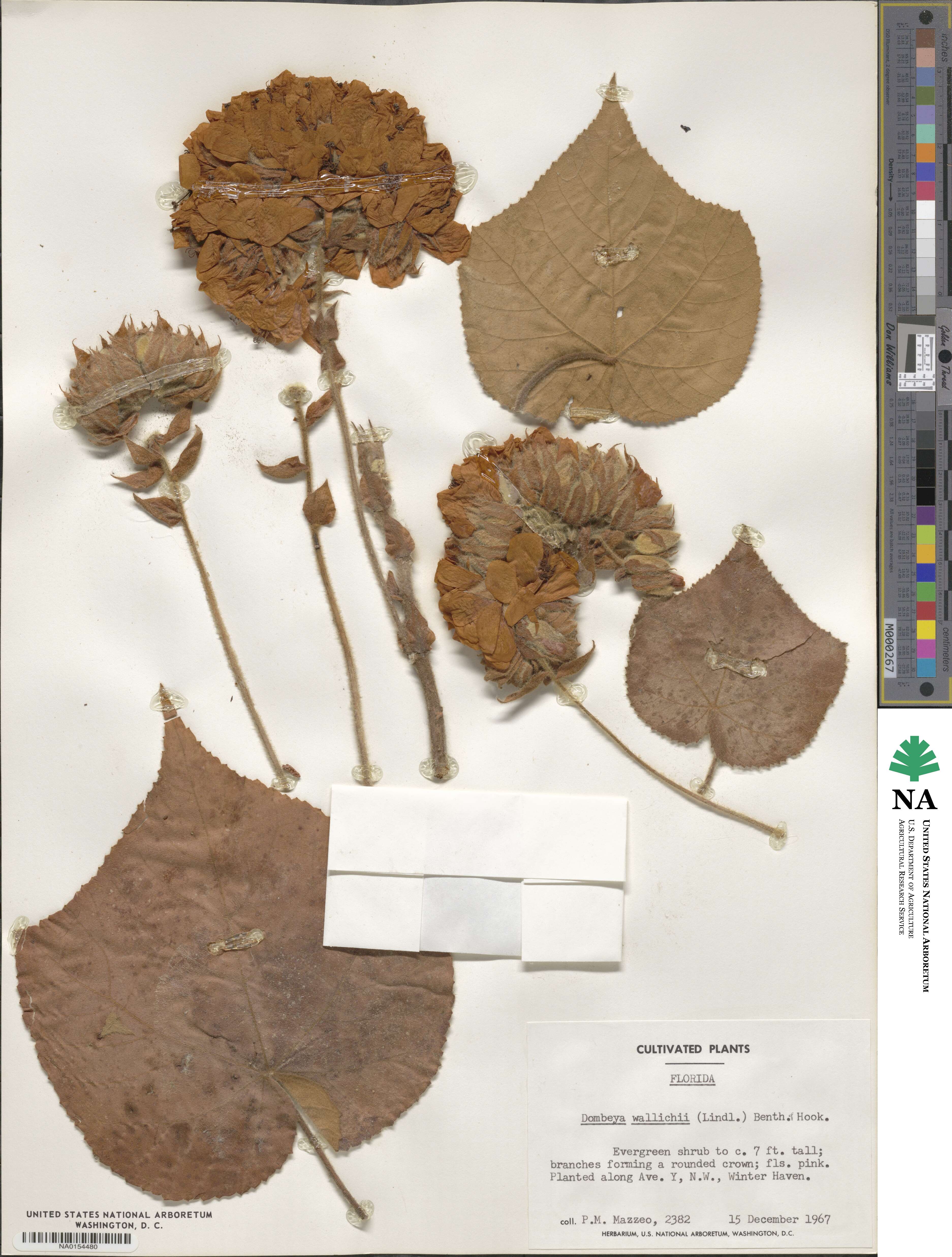 Dombeya wallichii image