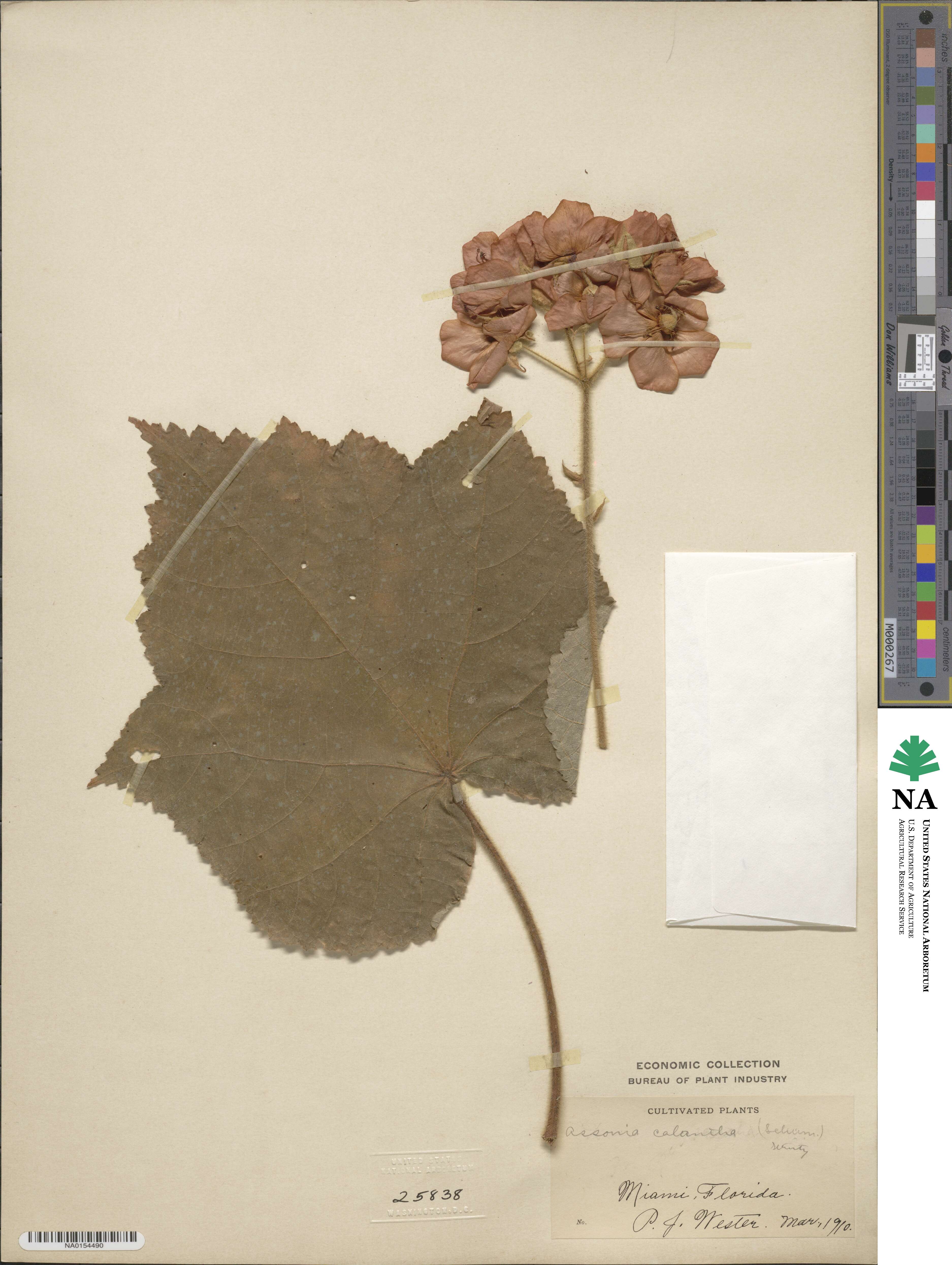 Dombeya burgessiae image