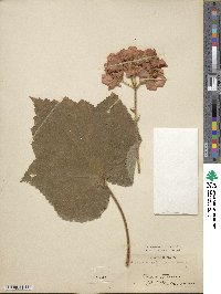 Dombeya burgessiae image