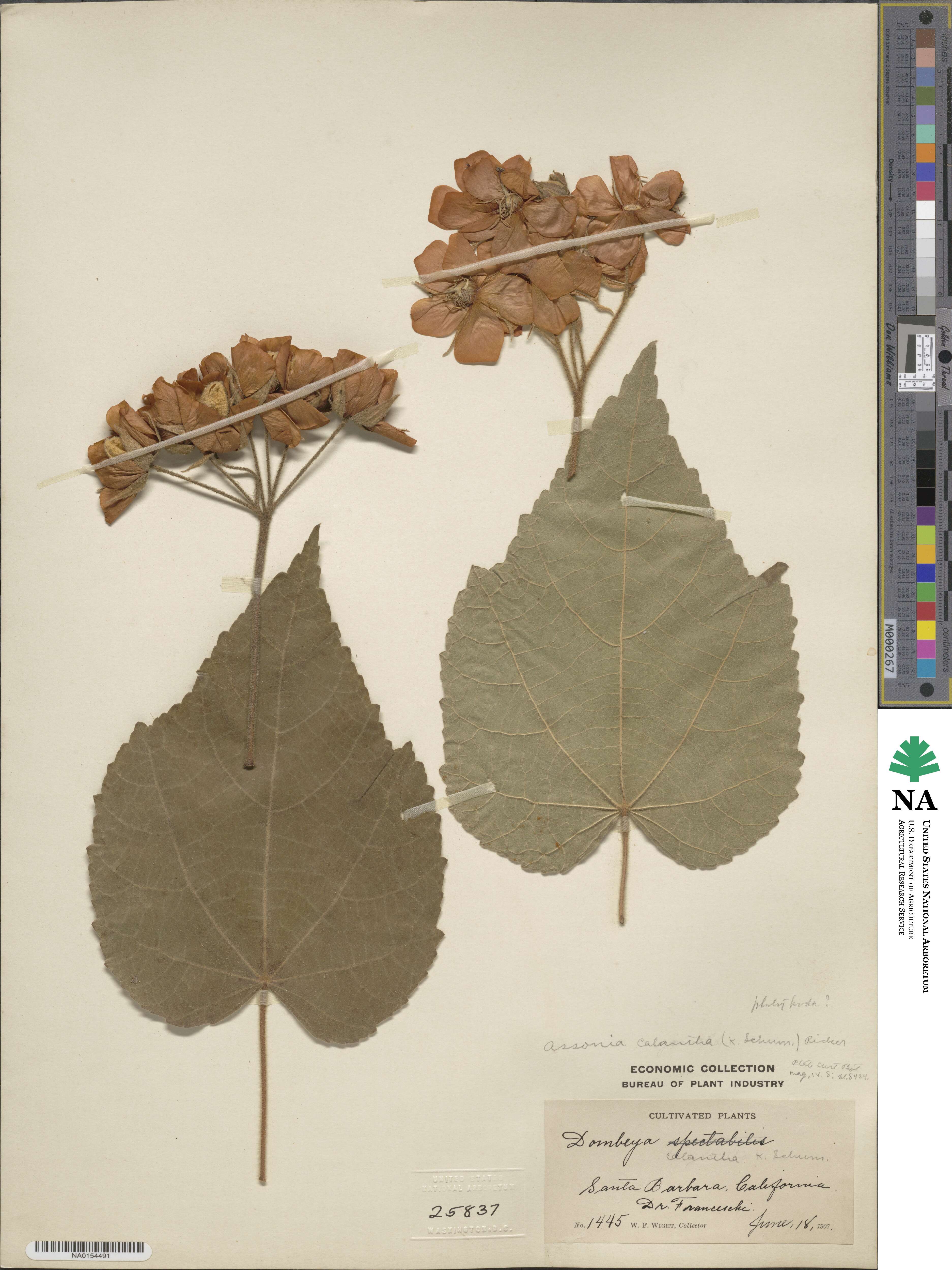 Dombeya burgessiae image