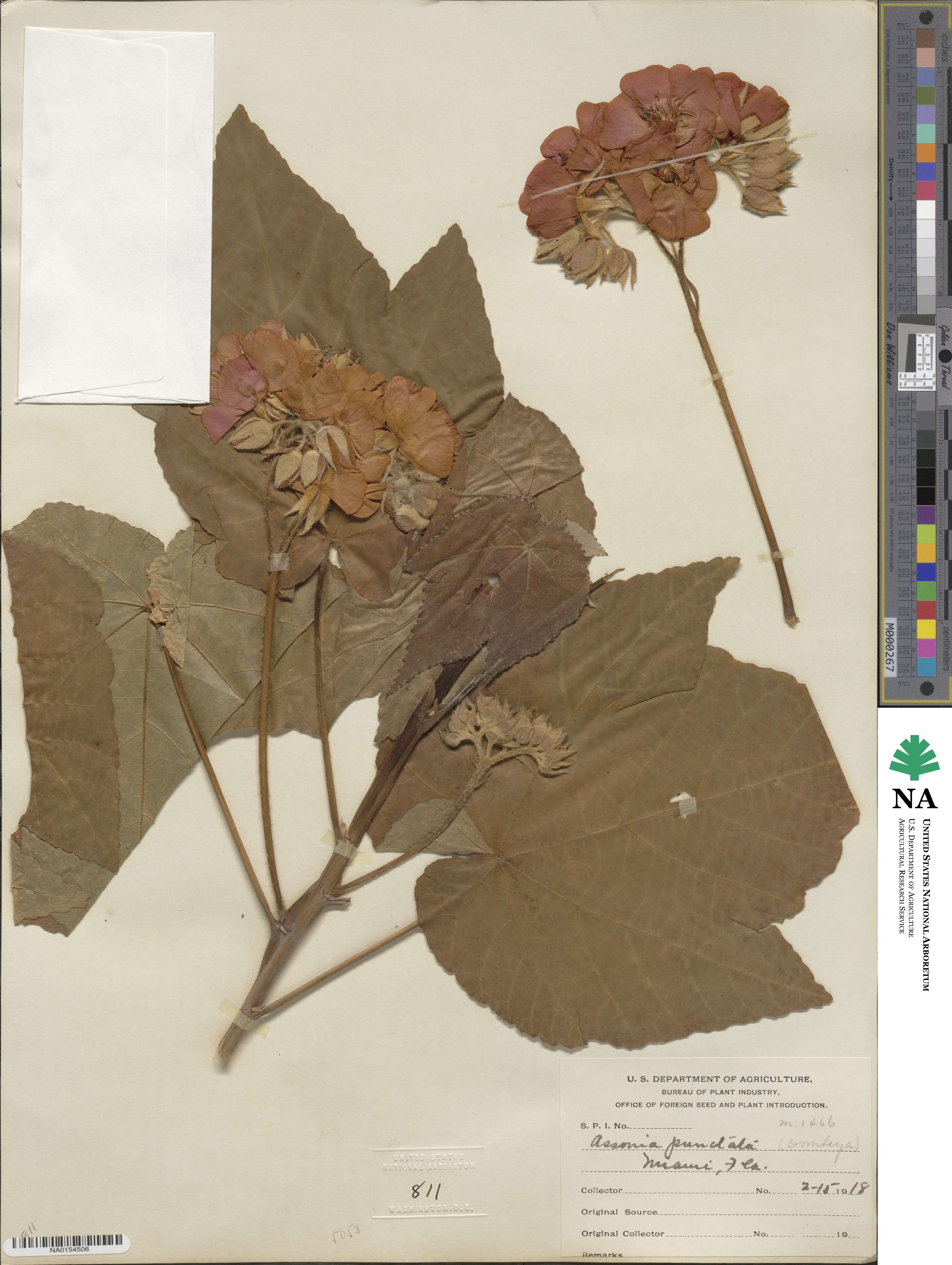 Dombeya punctata image