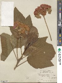 Dombeya punctata image