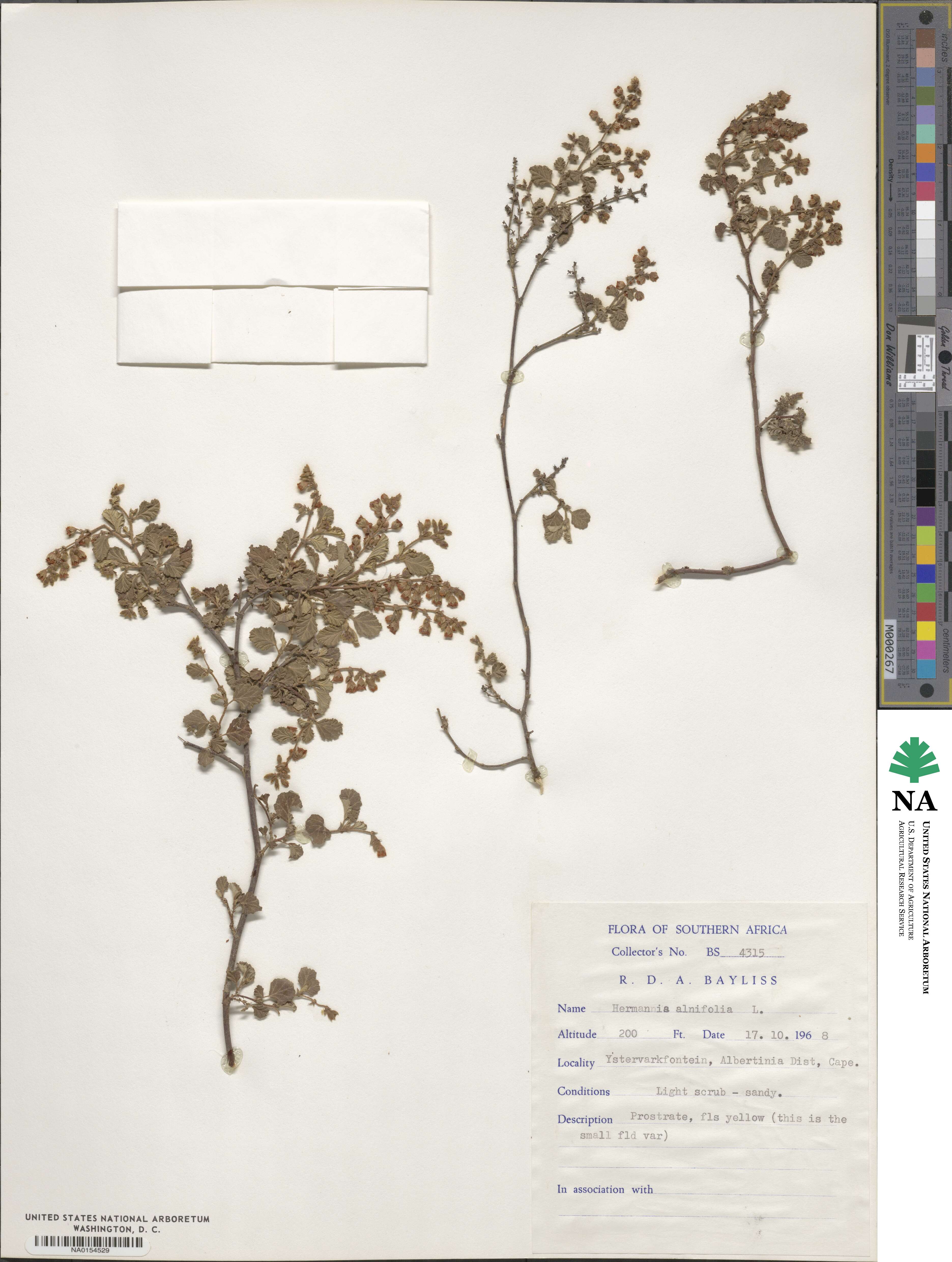 Hermannia alnifolia image
