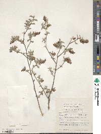 Hermannia holosericea image