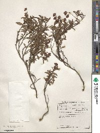 Image of Hermannia saccifera