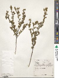 Image of Hermannia salviifolia