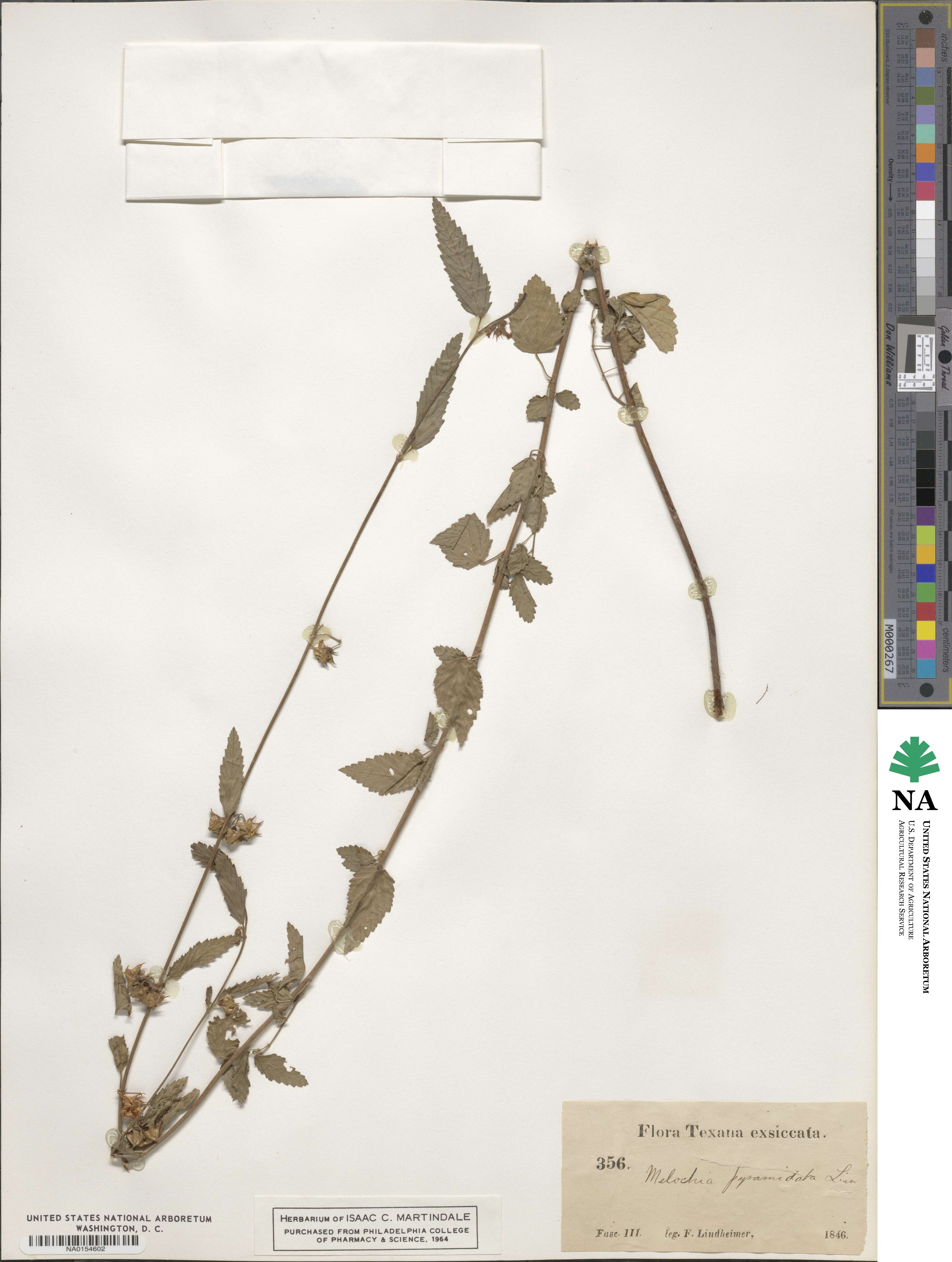 Melochia pyramidata image