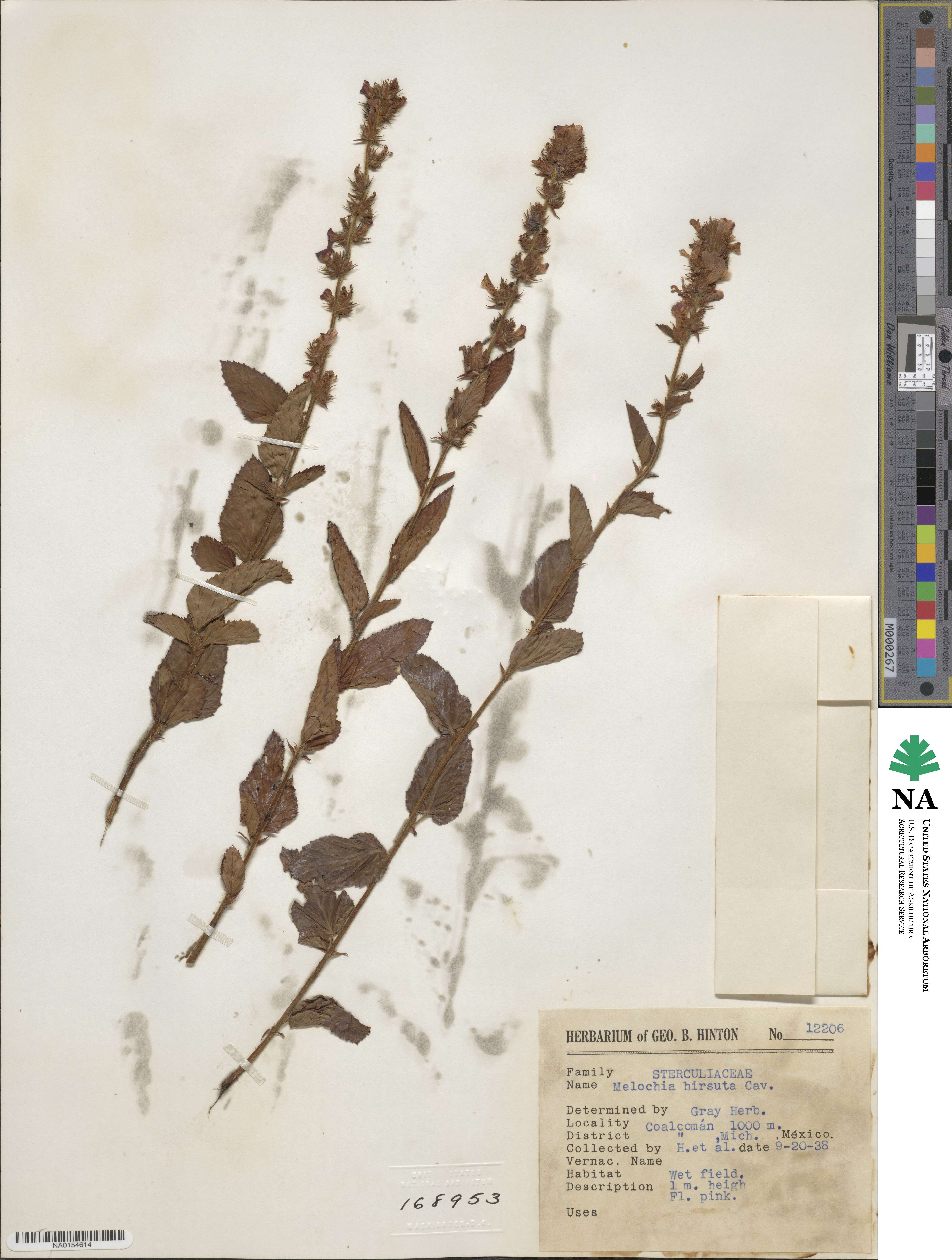 Melochia villosa image