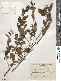 Melochia nodiflora image