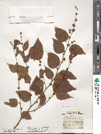 Melochia nodiflora image