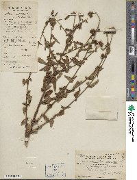 Melochia corchorifolia image