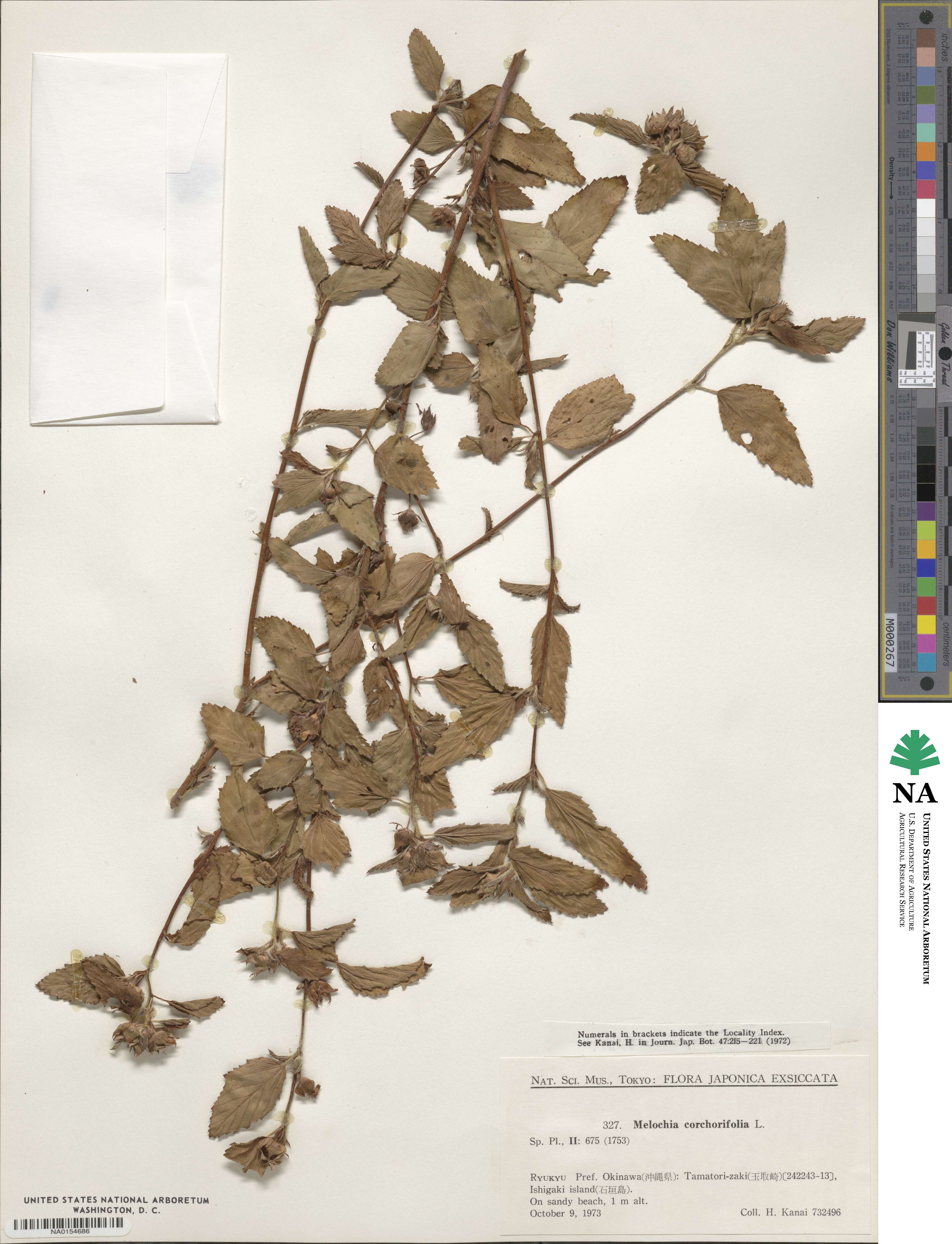 Melochia corchorifolia image