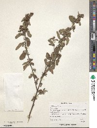 Waltheria indica image