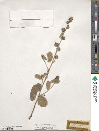 Waltheria indica image