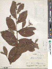 Waltheria glomerata image