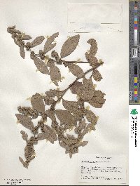 Waltheria glomerata image