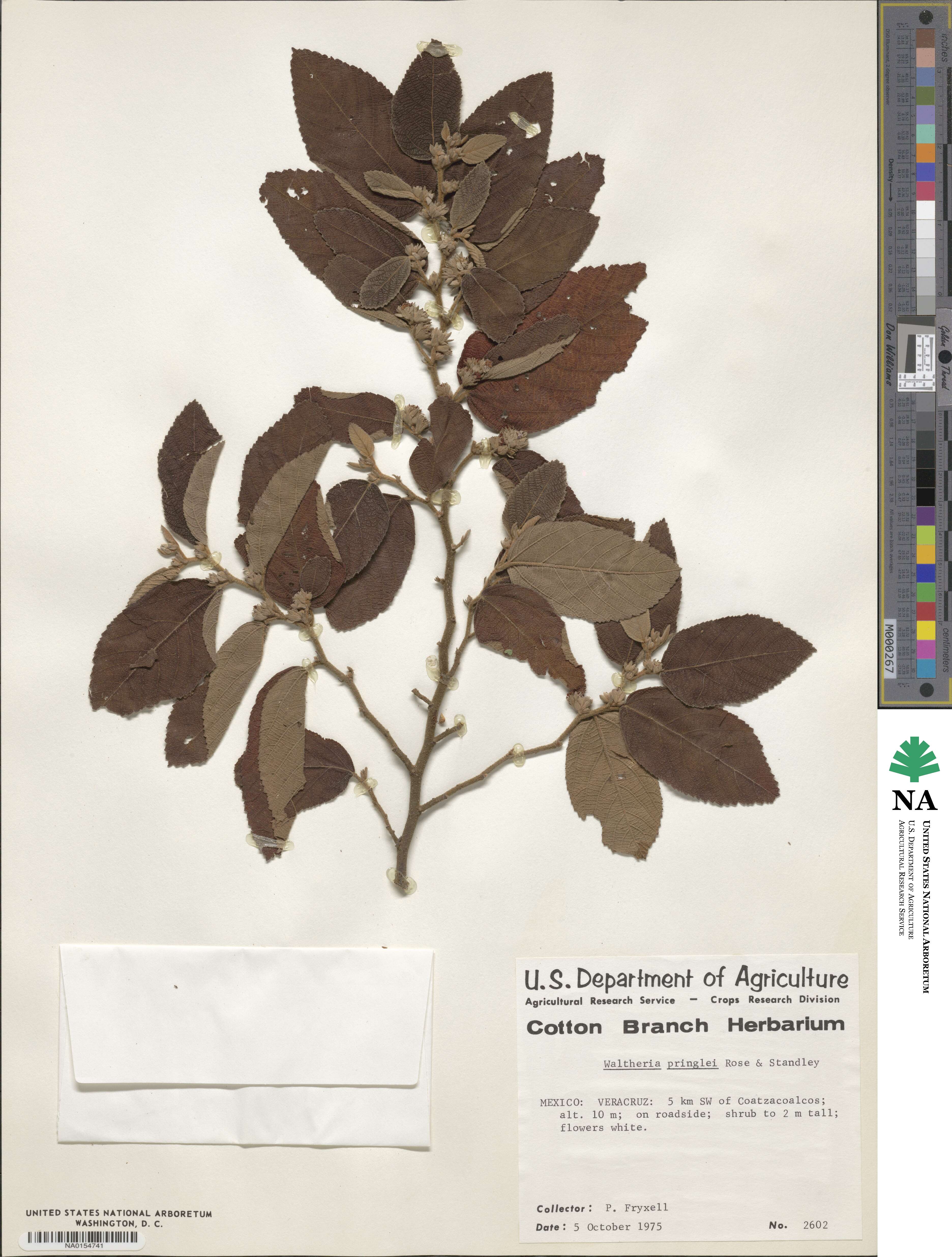 Waltheria pringlei image