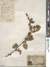 Waltheria indica image