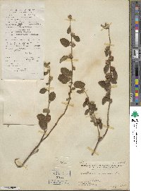 Waltheria indica image