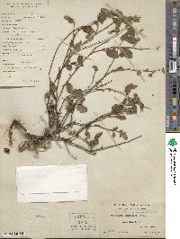 Waltheria indica image